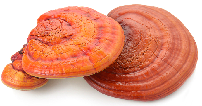 Reishi Mushroom