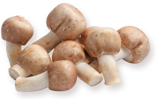 Royal Sun Agaricus mushroom