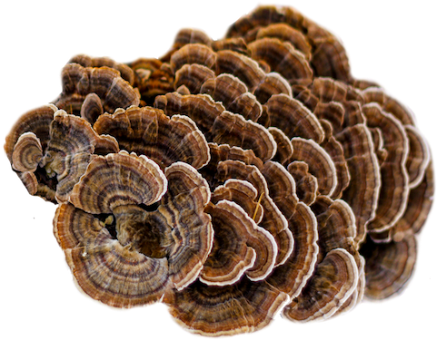 Turkey Tail Mushroom