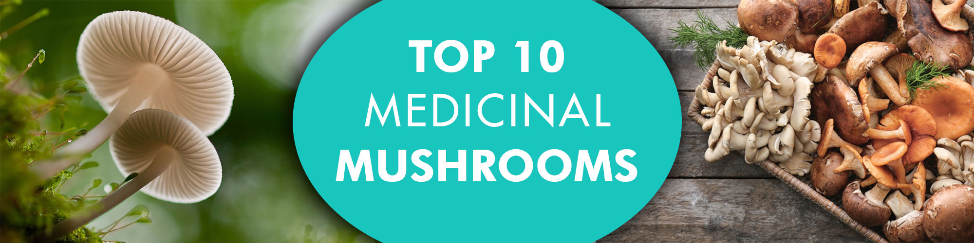 Blog title: "Top 10 Mushrooms for health" with images of mushrooms 